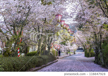 Sakura scenery of Utsubuki Park (Kurayoshi City) 116647928