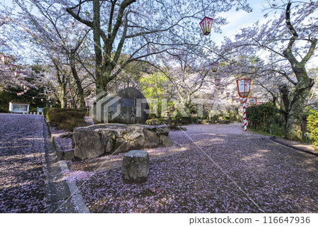 宇吹公園（倉吉市）的櫻花景色 116647936