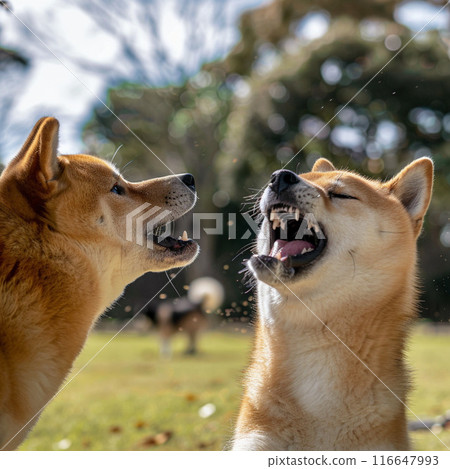 Shiba Inu looking at you with a smile 116647993