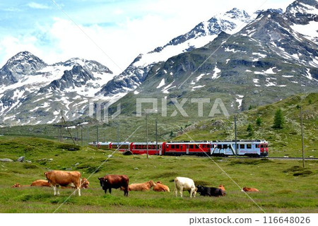 The cows are grazing leisurely, and the trains are running leisurely. 116648026