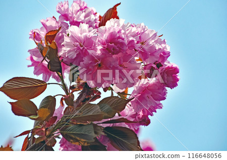 A close-up of the pink double cherry blossoms "Kanzan" against a blue sky. A view of the Sapporo City "Arboriculture Center." 116648056