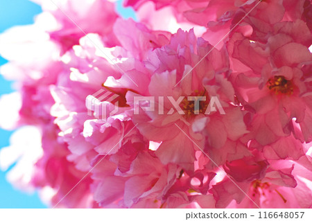 A close-up of the pink double cherry blossoms "Kanzan" against a blue sky. A view of the Sapporo City "Arboriculture Center." 116648057