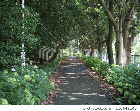 夢之島綠道公園風景 夢之島綠道公園風景 116648106
