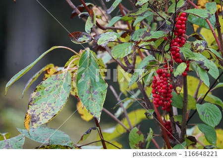 鮮紅的秋天果實:韓國五味子 鮮紅的秋天果實:韓國五味子 116648221