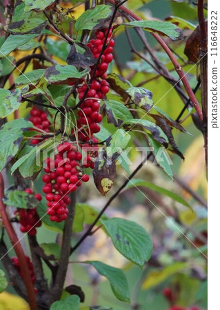 鮮紅的秋天果實：韓國五味子 116648222