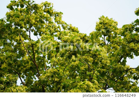 芬芳的蛋黃大樹 芬芳的蛋黃大樹 116648249