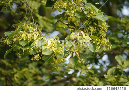The fragrant linden tree The fragrant linden tree 116648256