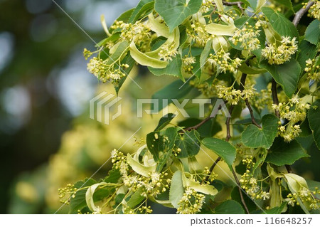 The fragrant linden tree 116648257