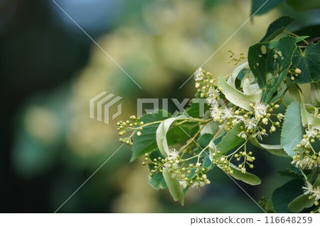 The fragrant linden tree The fragrant linden tree 116648259