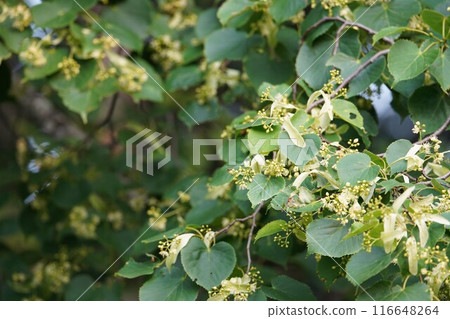 The fragrant linden tree 116648264