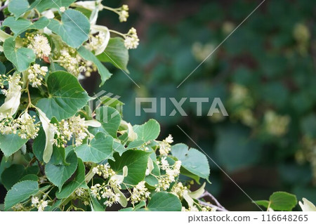 The fragrant linden tree 116648265