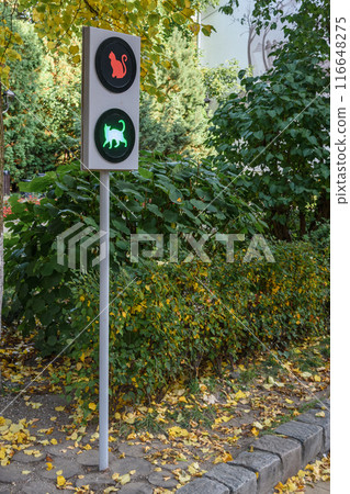 Traffic light for cats on pedestrian street Kurortny prospect at autumn. Zelenogradsk. Kaliningrad region. Russia 116648275