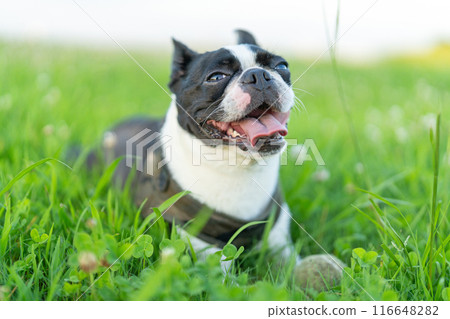 波士頓梗 116648282