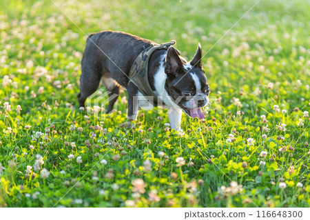 Boston Terrier Boston Terrier 116648300