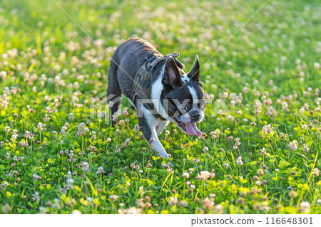 Boston Terrier Boston Terrier 116648301