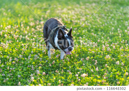 Boston Terrier Boston Terrier 116648302