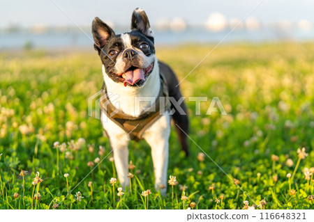 Boston Terrier 116648321