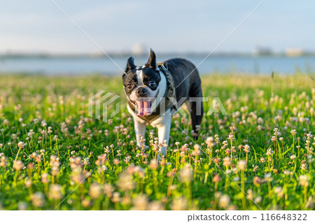 Boston Terrier Boston Terrier 116648322