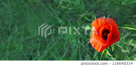 Banner close-up poppy on a background of green grass. 116648334
