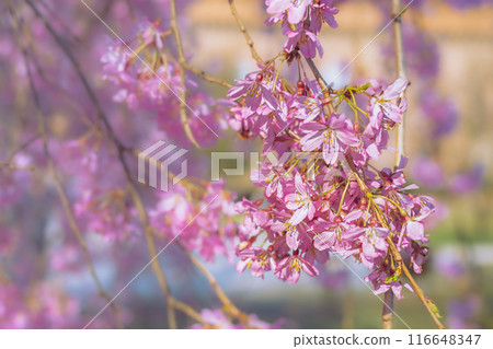 Close-up of a flowering branch Cercis. Spring flowering Close-up of a flowering branch Cercis. Spring flowering 116648347