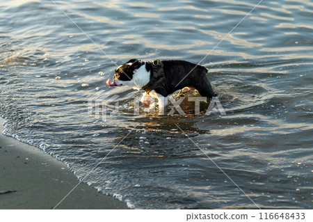 波士頓梗犬在河裡玩耍 116648433