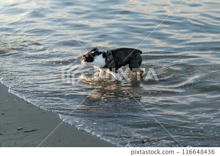 波士頓梗犬在河裡玩耍 116648436