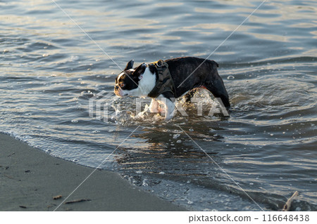 波士頓梗犬在河裡玩耍 116648438