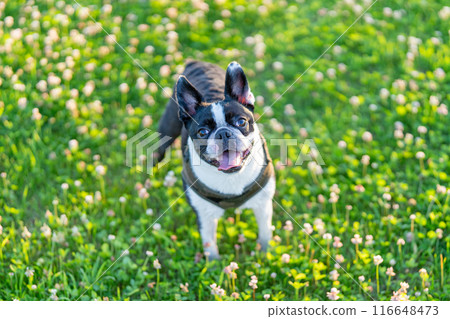 Boston Terrier Boston Terrier 116648473