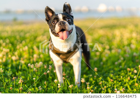 Boston Terrier 116648475