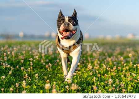 Boston Terrier 116648478