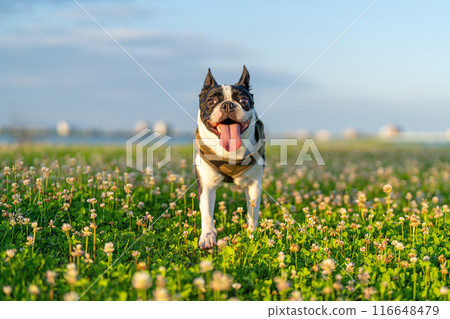 Boston Terrier 116648479