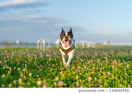 Boston Terrier Boston Terrier 116648480