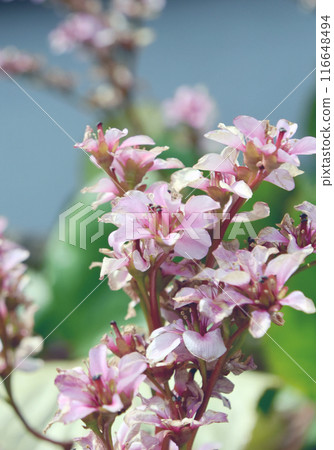 Hokkaido's April flower: Himalayan snowbell. Its soft pink flowers brighten up the flower beds. Hokkaido's April flower: Himalayan snowbell. Its soft pink flowers brighten up the flower beds. 116648494