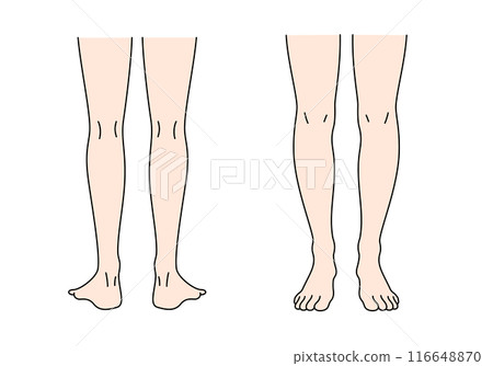 Illustration of a leg seen from the front and back 116648870
