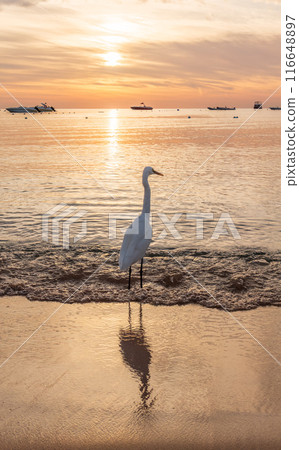 Great egret (Ardea alba), a medium-sized white heron fishing on the sea beach Great egret (Ardea alba), a medium-sized white heron fishing on the sea beach 116648897