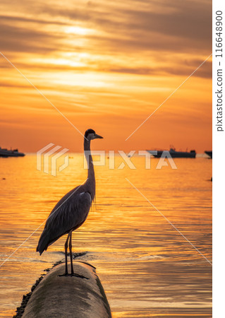 A heron hunting in the sea in the sunset or sunrise light A heron hunting in the sea in the sunset or sunrise light 116648900