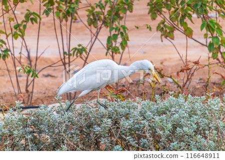 Western cattle egret (Bubulcus ibis) in winter plumage hunting for insects. 116648911