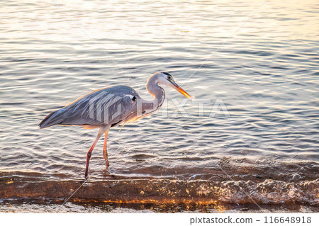 A heron hunting in the sea. Grey heron on the hunt 116648918