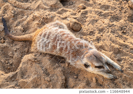 Meerkat suricatta family wildlife picture. Meerkat suricatta family wildlife picture. 116648944