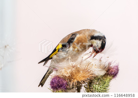 European goldfinch, feeding on the seeds of thistles. Carduelis carduelis. 116648958