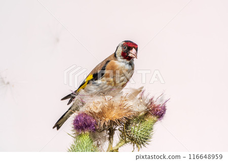 European goldfinch, feeding on the seeds of thistles. Carduelis carduelis. 116648959