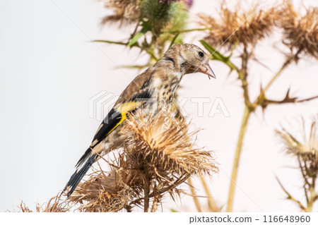European goldfinch with juvenile plumage, feeding on the seeds of thistles. Carduelis carduelis. 116648960