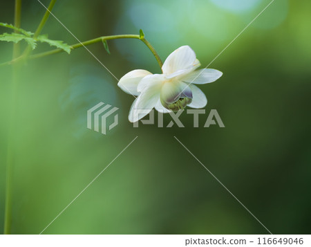仲夏森林黃芪 116649046