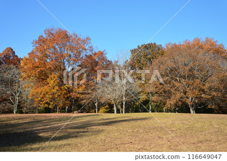 Ibaraki Botanical Garden 2023-11-28 #121 116649047