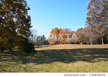 Ibaraki Botanical Garden 2023-11-28 #122 116649048