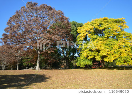 Ibaraki Botanical Garden 2023-11-28 #124 116649050