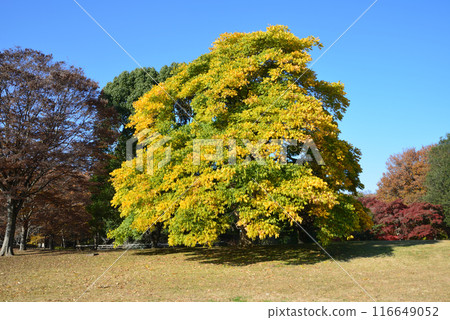 Ibaraki Botanical Garden 2023-11-28 #126 116649052