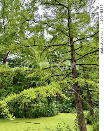 The surface of the pond covered with duckweed and lily pads.A view of a pond in the middle of the forest with green plants. 116649386