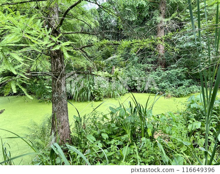 The surface of the pond covered with duckweed and lily pads.A view of a pond in the middle of the forest with green plants. 116649396