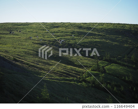 A herd of cows in the early morning on the Utsukushigahara Plateau 116649404